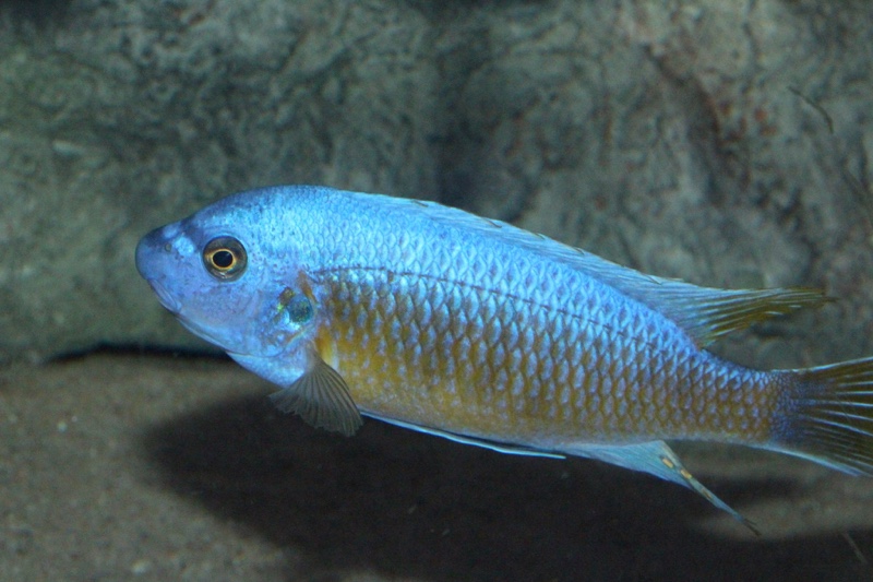 Labeotropheus fuelleborni 'Katale Island'